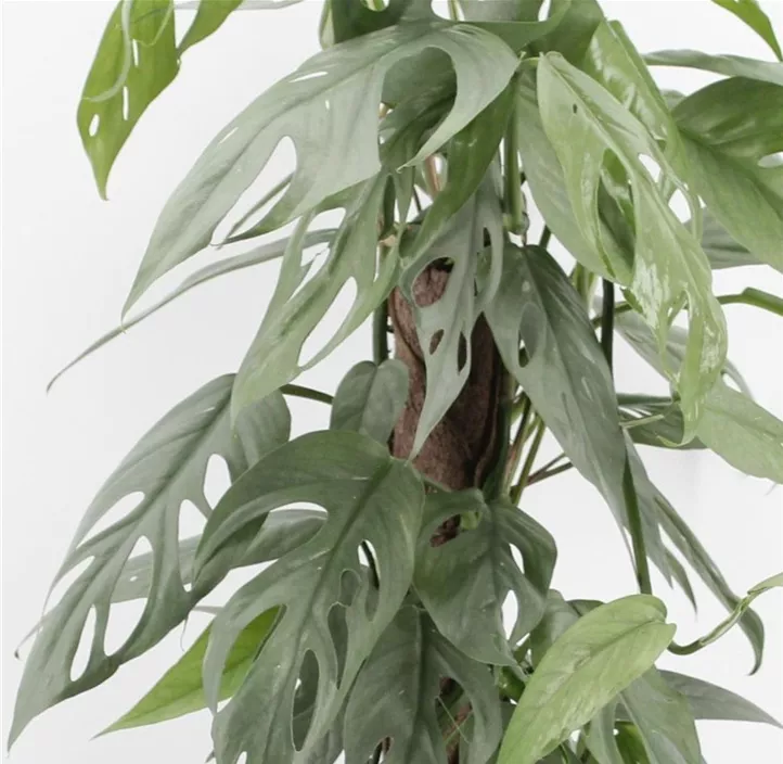 Efeutute 'Cebu Blue'