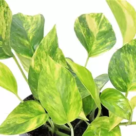 Epipremnum pinnatum Hicolor