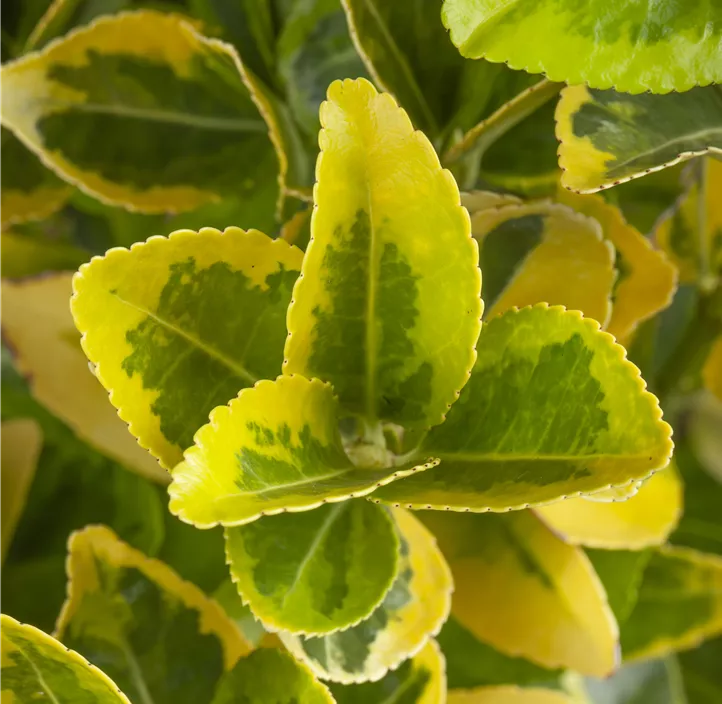 Japanischer Spindelstrauch 'Aureus'