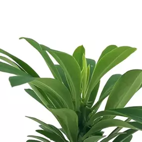 Euphorbia Neriifolia 'China Cactus'