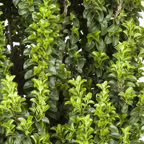 Euonmyus japonicus Benkomasaki Busch