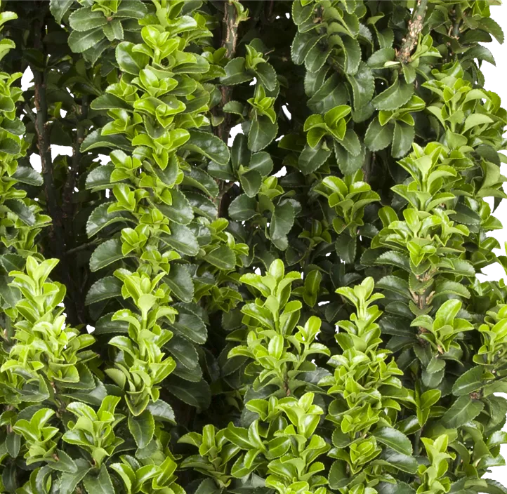 Japanspindel 'Benkomasaki'