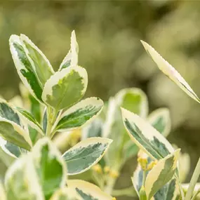 Euonmyus japonicus Bravo Spalier Kasten