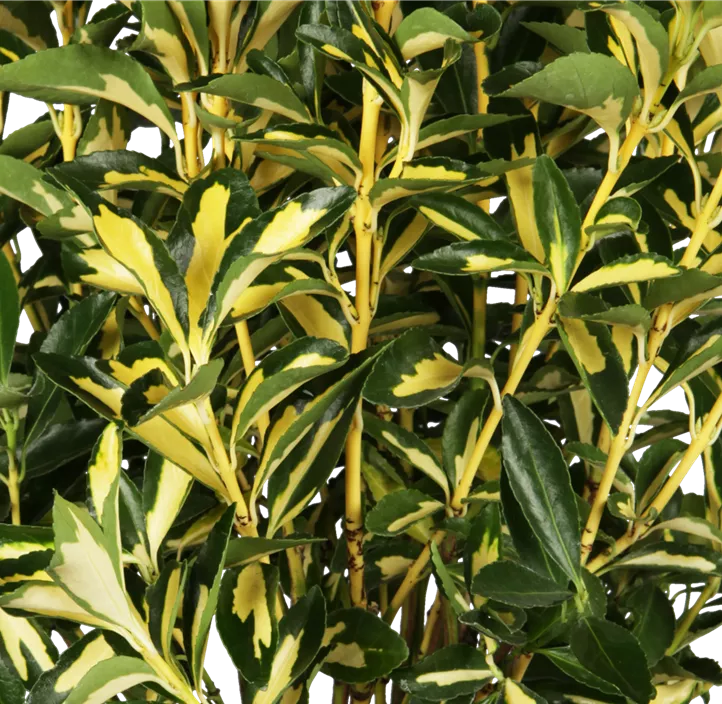 Japanspindel 'Mediopicta Luna'