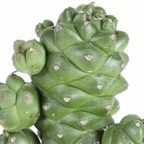Euphorbia ritchiei