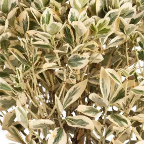 Euonymus japonicus Bravo Ministamm