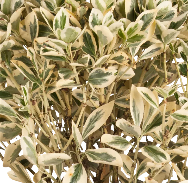 Japanspindel 'Bravo'