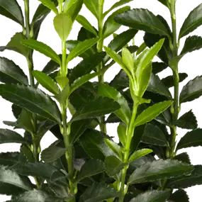 Euonymus japonicus 'Green Spire' sense