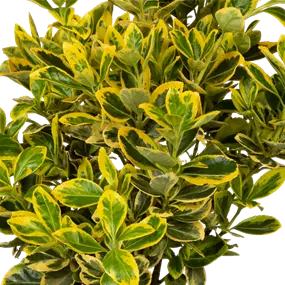 Euonymus japonicus Marieke
