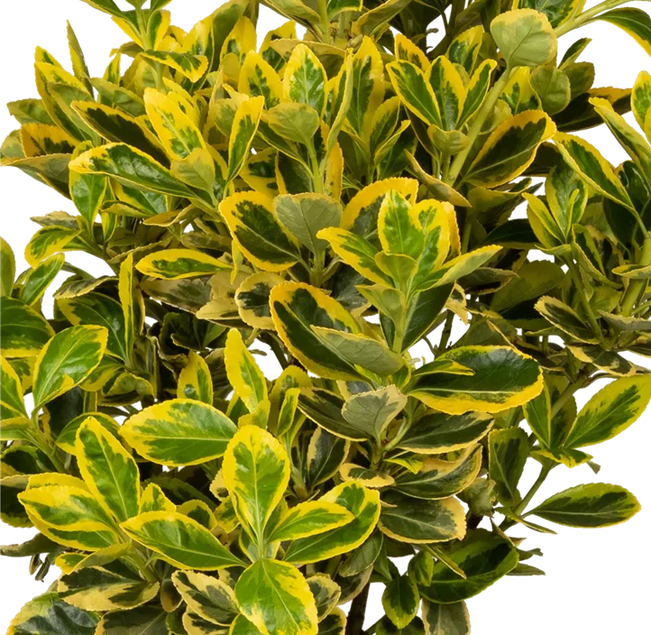 Japanspindel 'Marieke'