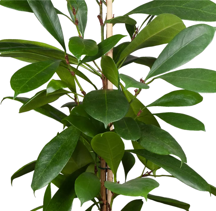 Ficus