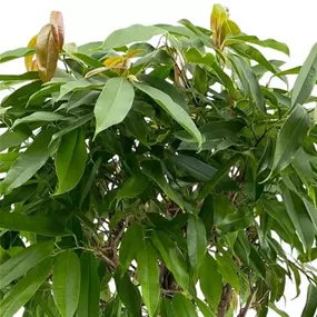 Ficus Amstel King geflochten