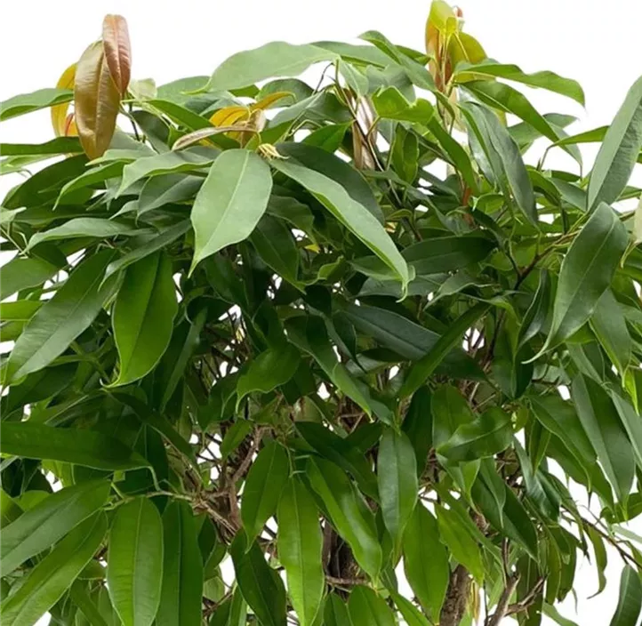 Schmalblättriger Gummibaum 'Amstel King'