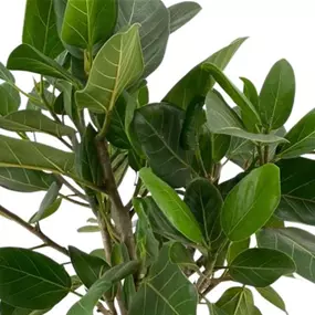 Ficus benghalensis Audrey Flachgeflecht
