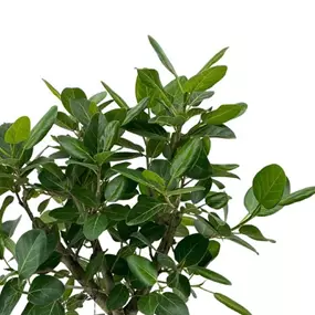 Ficus benghalensis Audrey Spirale