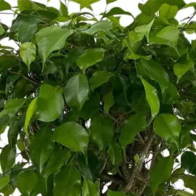 Ficus benjamina exotica Matte