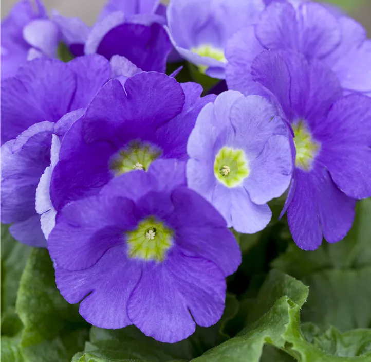 Kissen-Primel 'Jumbo'