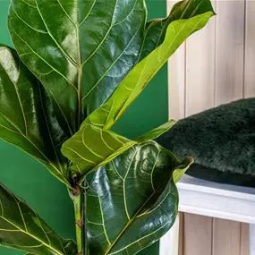 Ficus lyrata Stamm, 21 cm Topf