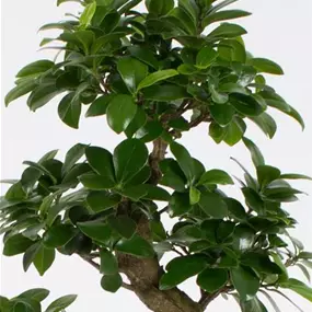 Ficus microcarpa Ginseng Bonsai S-Form