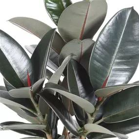 Ficus elastica Abidjan Tuff