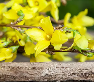 Forsythia Forbeesia