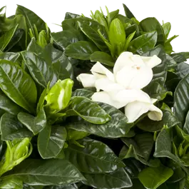 Gardenia jasminoides Crown Jewel