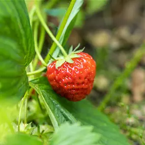 Fragaria ananassa Hademar