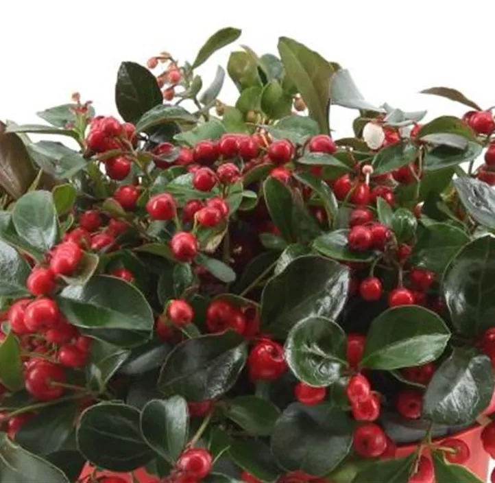 Niedere Scheinbeere 'Big Berry'