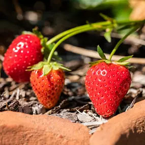 Fragaria ananassa remontierend
