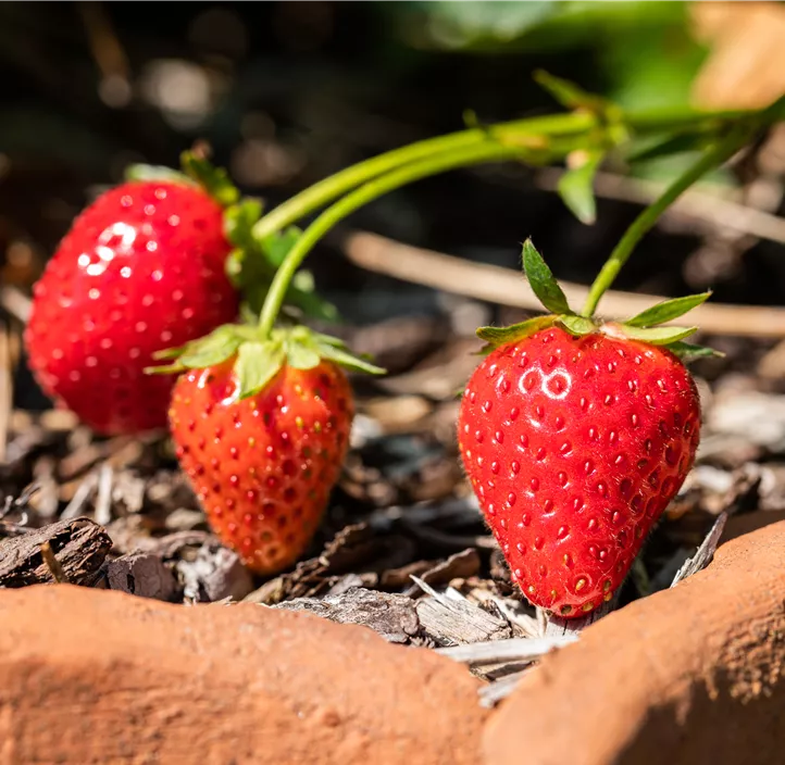 BIO Garten-Erdbeere