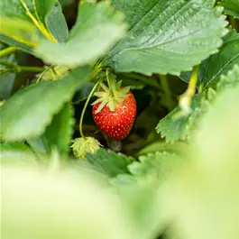 Fragaria ananassa Trio