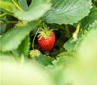 Fragaria ananassa Trio
