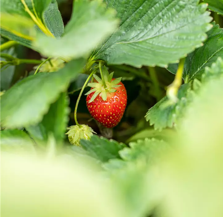 Dreifärbige Erdbeere weiß-rot-rosa