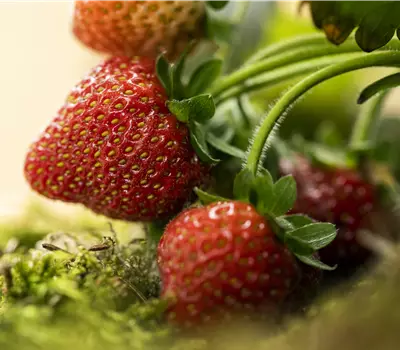Fragaria Sondersorten