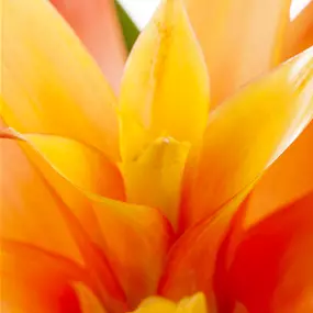 Guzmania Fiero Yellow