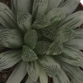 Haworthia Cooperi Var. pilifera 'Silver Swirl'