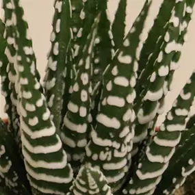 Haworthia fasciata Big Band