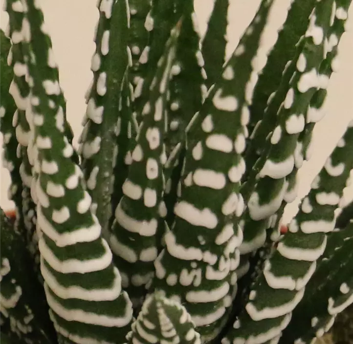 Haworthia 'Big Band'