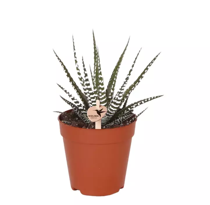 Haworthia 'Big Band'