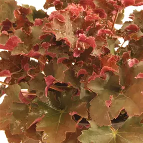 Heuchera Frilly
