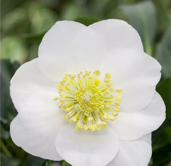 Christrose 'Christmas Carol'