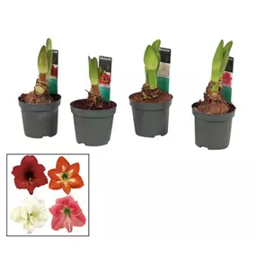 Hippeastrum hybride Kolibri