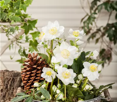 Helleborus Christmas Carol