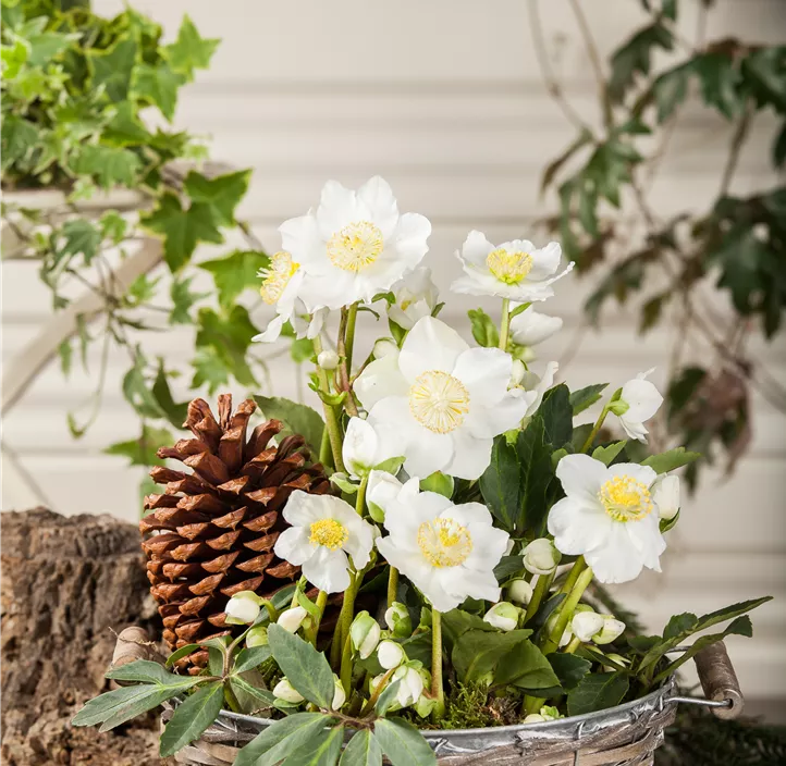 Christrose 'Christmas Carol'