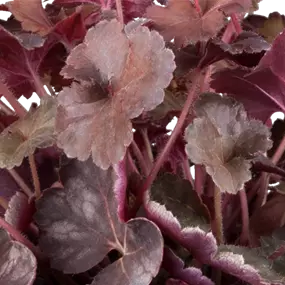 Heuchera Galaxy
