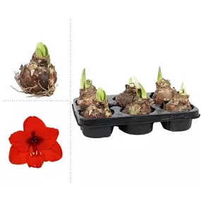 Hippeastrum hybride lose