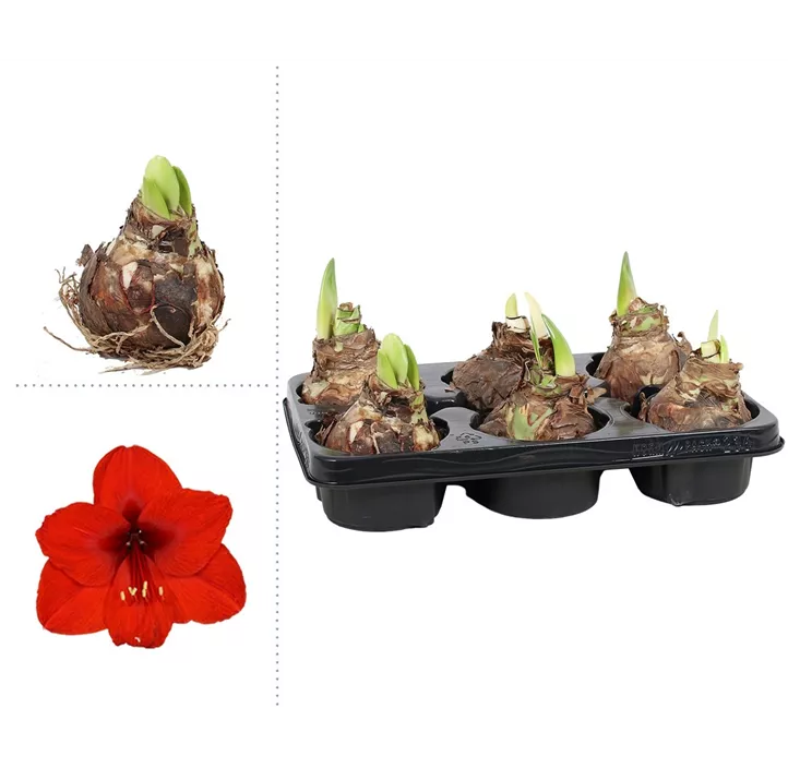 Amaryllis Zwiebeln