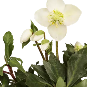 Helleborus Christmas Carol