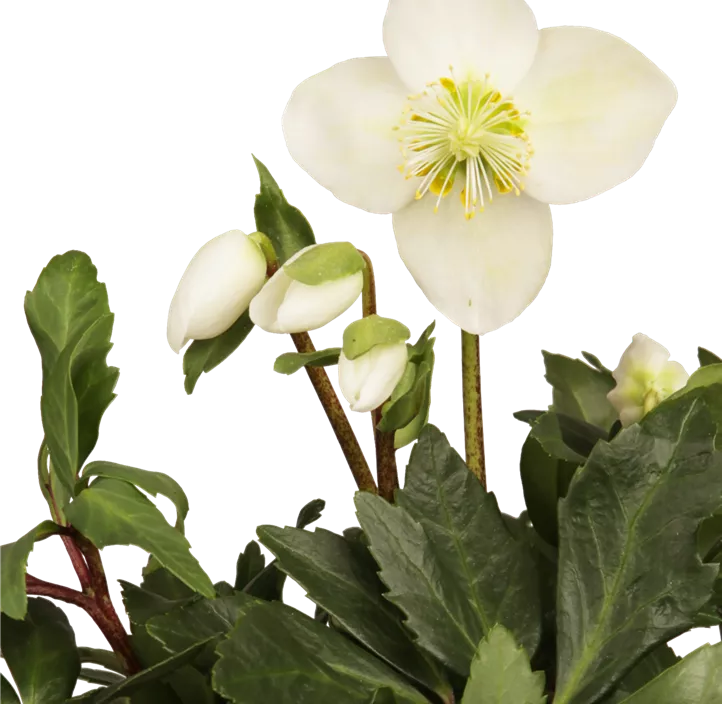 Schneerose 'Christmas Carol'