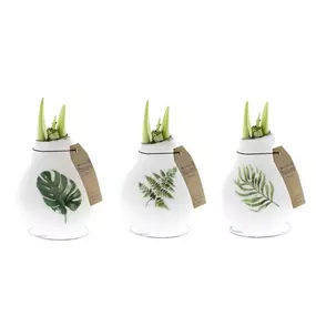 Hippeastrum Naturalz® Botanical Mix gewachst